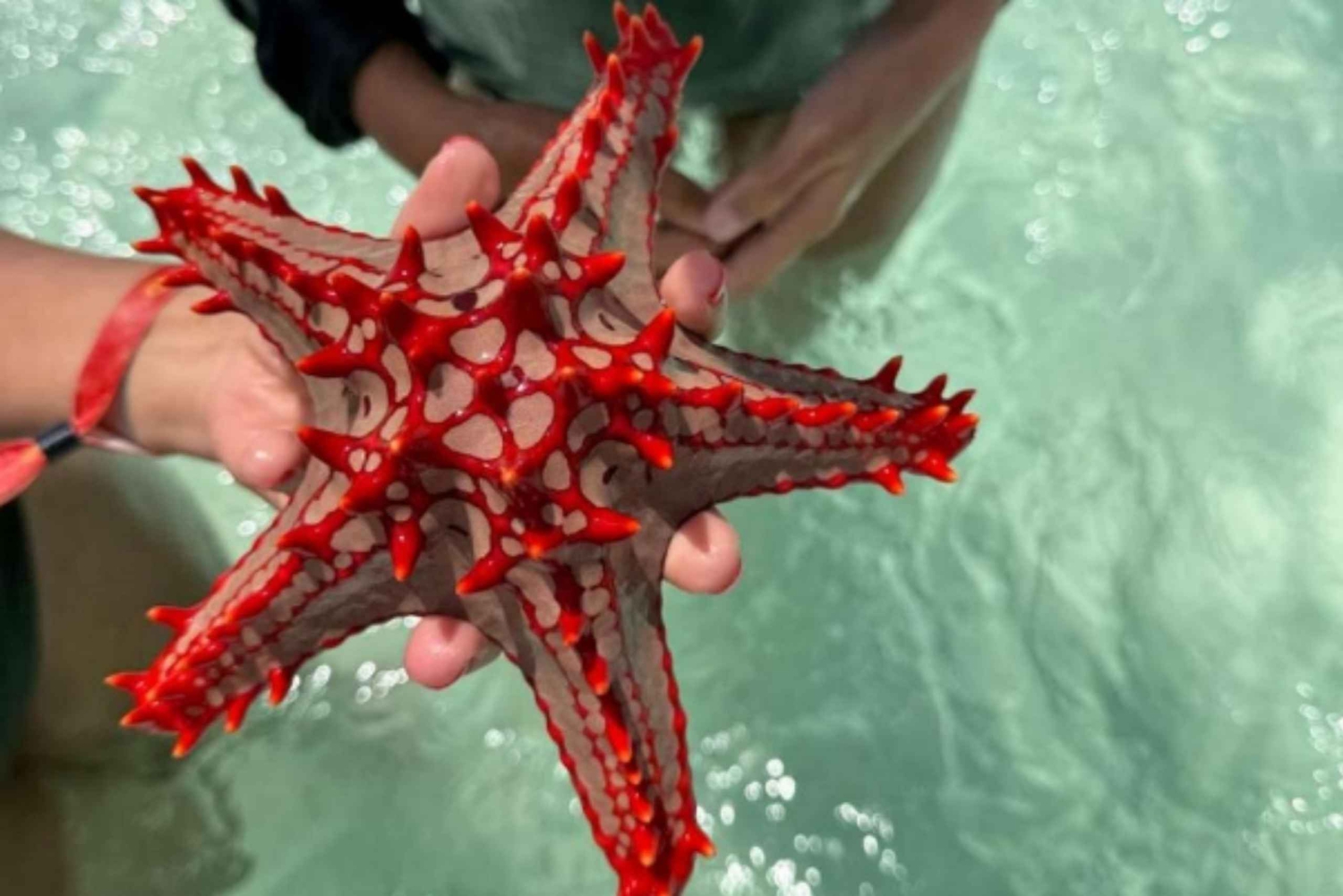 Zanzibar escondida: Estrela do mar, Lagoa Azul e Restaurante The Rock