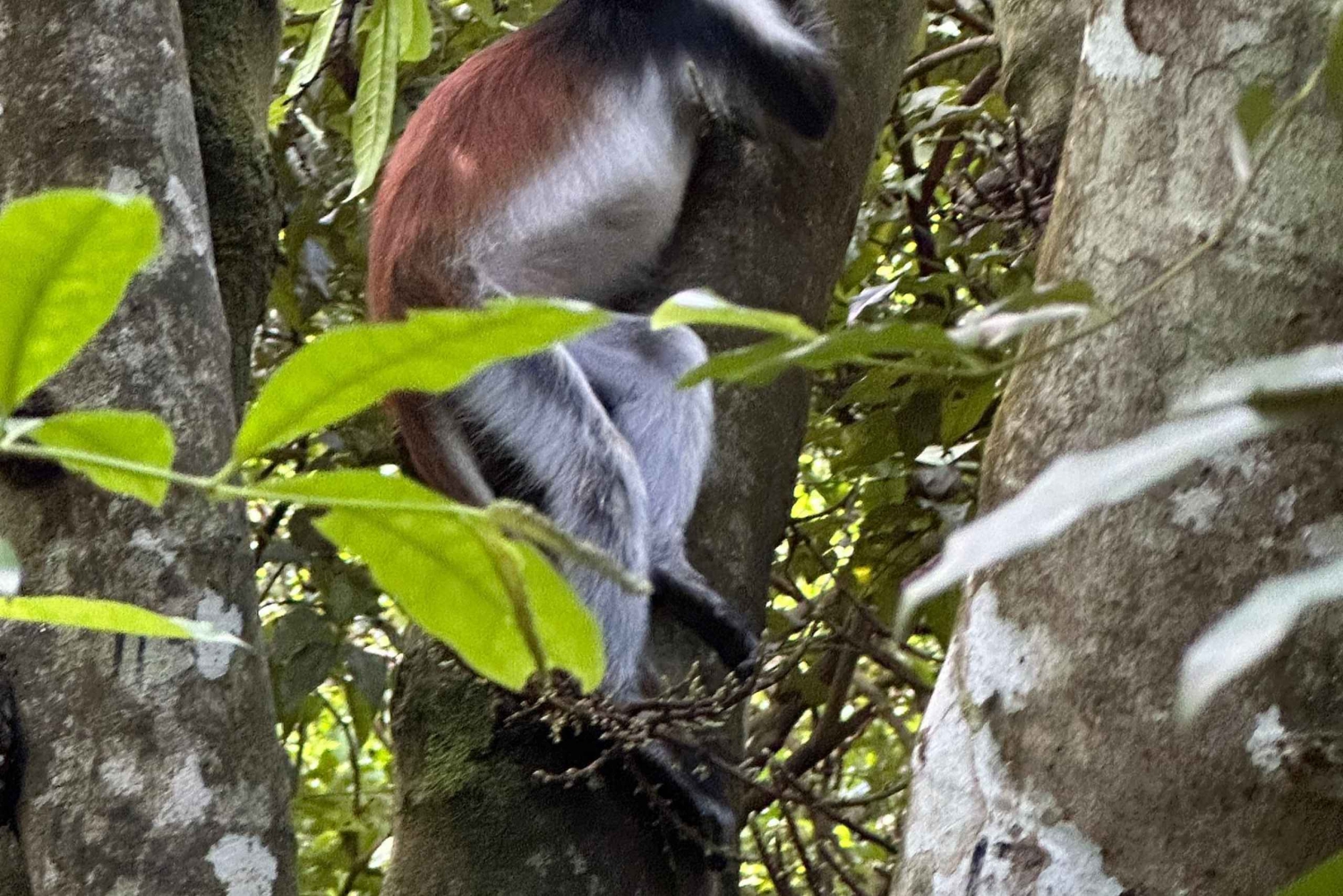 Sansibar: Jozanin metsä, luola ja The Rock -ravintola