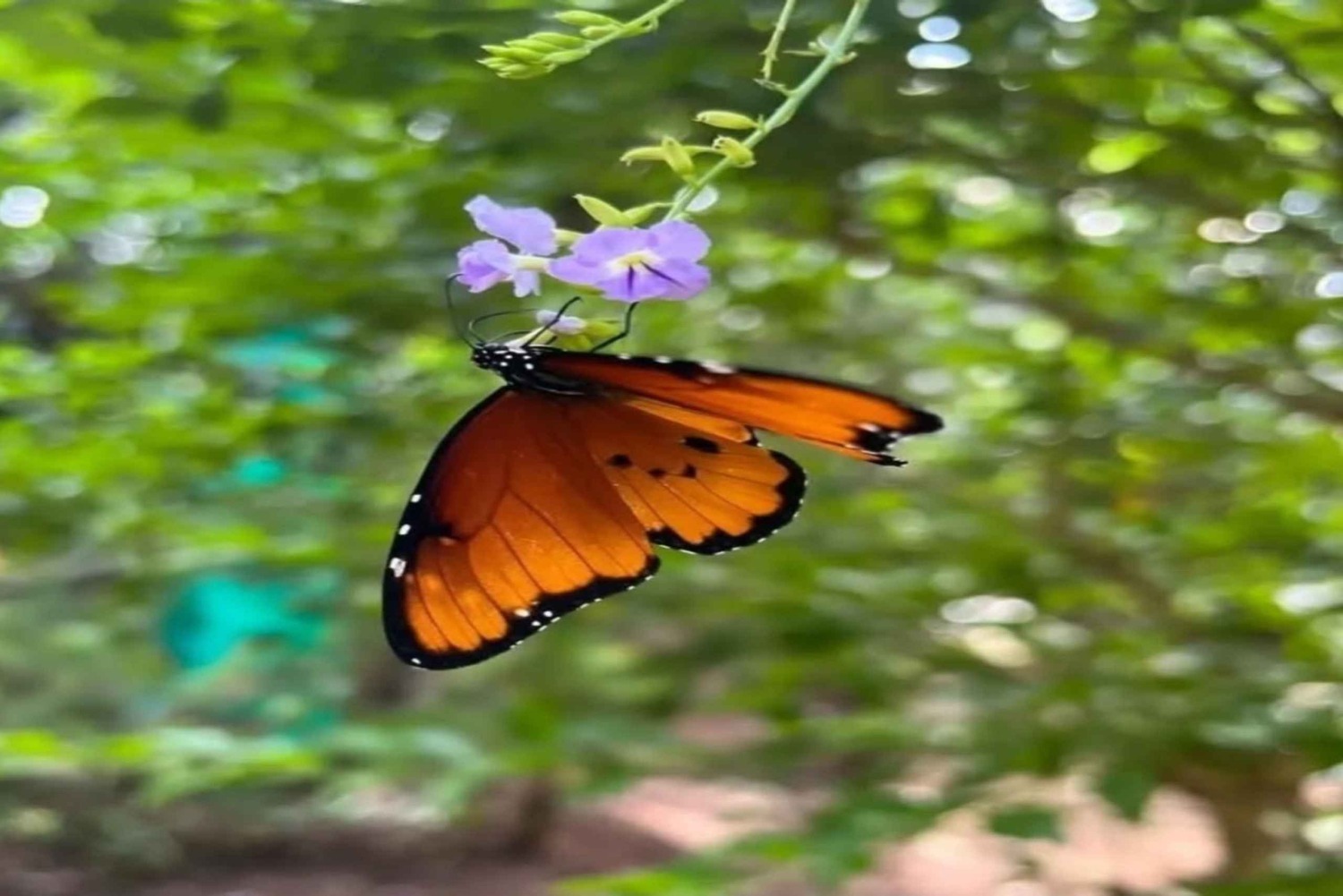 Занзибар: однодневная экскурсия в лес Джозани и Центр бабочек
