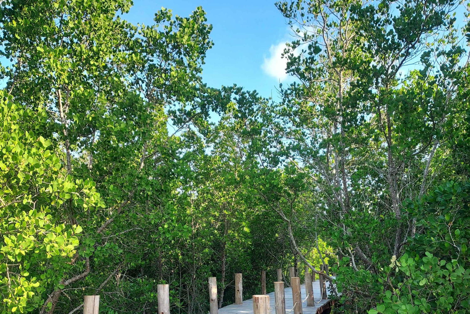 Zanzibar: Floresta de Jozani e Bar de Praia Kae Funk ao Pôr do Sol