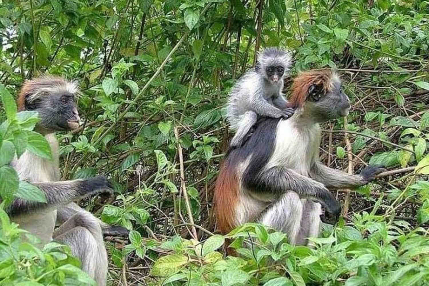 ザンジバル：ジョザニ森林とパジェビーチ日帰りツアー