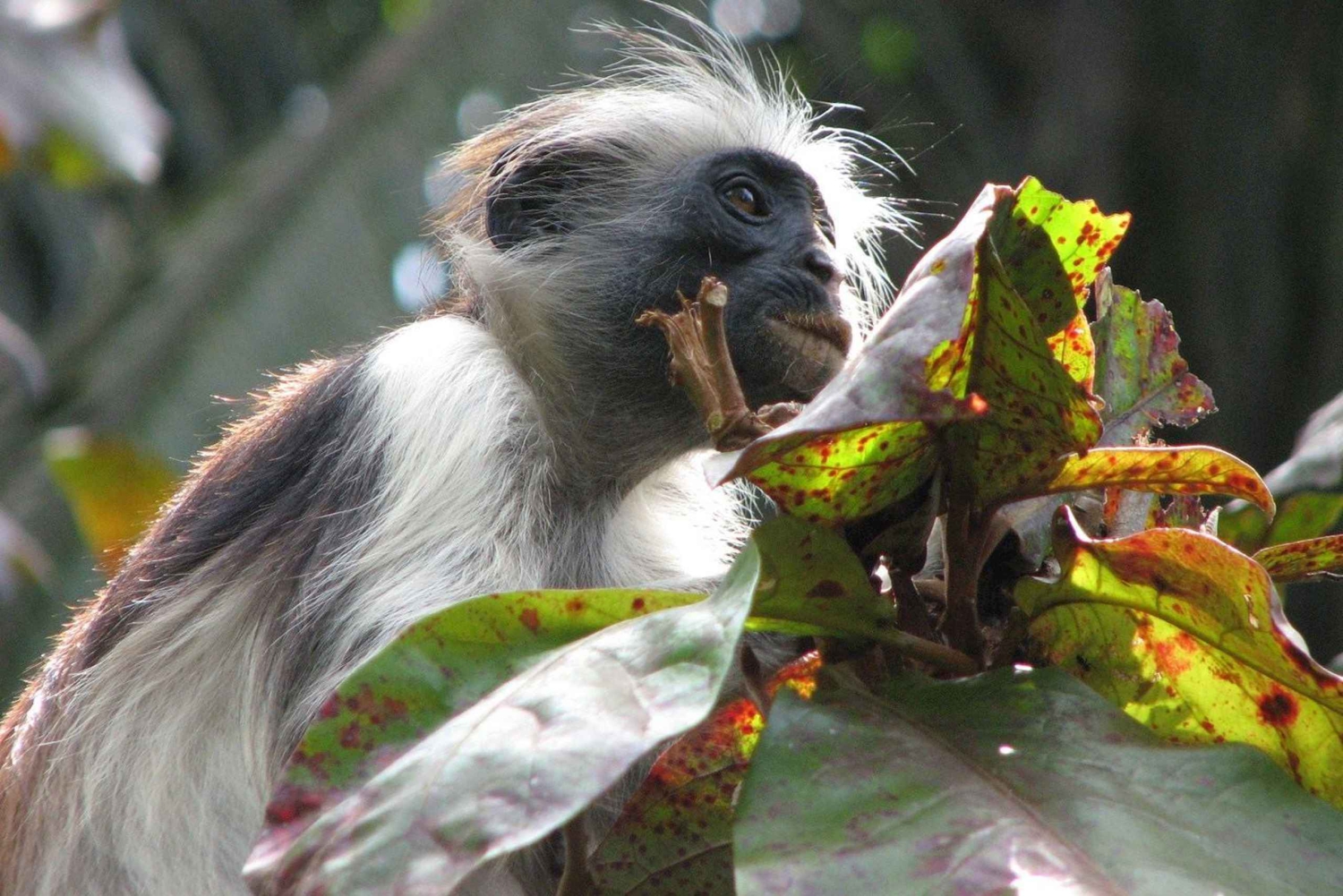 Zanzibar: Jozani Forest en Rock Restaurant Tour