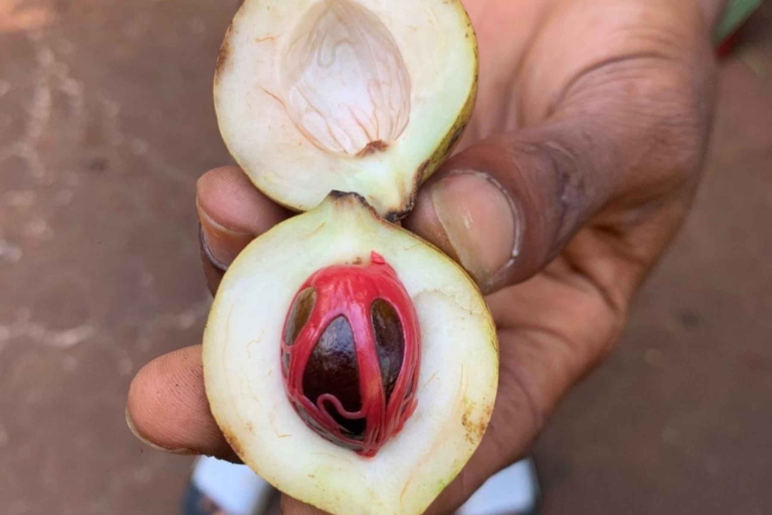 Zanzibar: Wycieczka z przewodnikiem po lesie Jozani i farmie przypraw