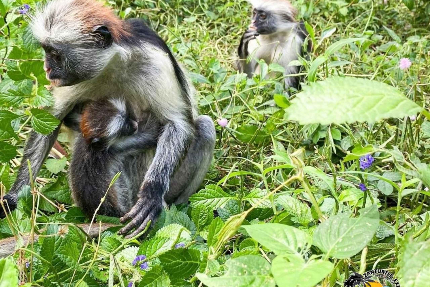 Zanzibar: Jozani Forest and Spice Farm Guided Tour