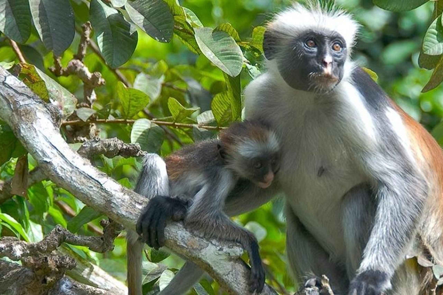 Zanzíbar: excursión al bosque de Jozani y a la granja de especias con traslado incluido.