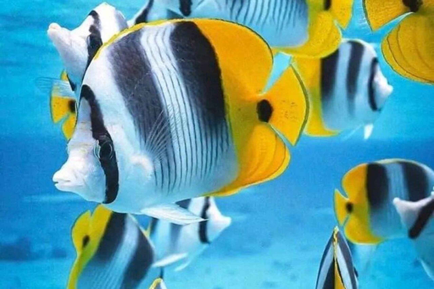 Sansibar: Jozani-Wald, Blaue Lagune & Kuza-Höhle Tour