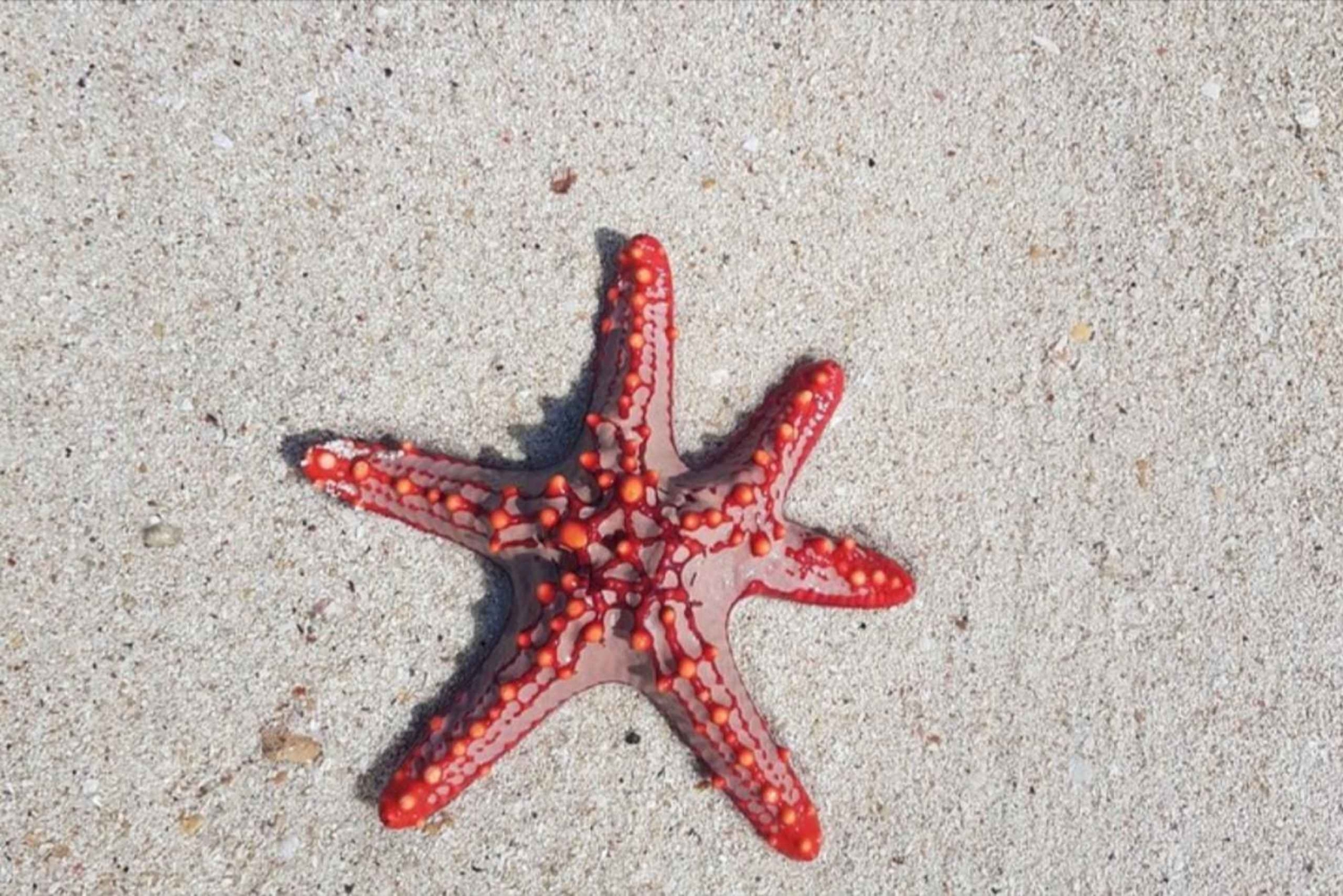 Zanzíbar: bosque de Jozani, laguna azul, The Rock y cueva de Kuza