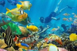 Zanzibar: Jozani-skogen, Blå lagunen, The Rock och Kuza-grottan