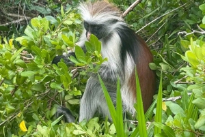 Zanzibar: Jozani-skogen, Blå lagunen, The Rock och Kuza-grottan