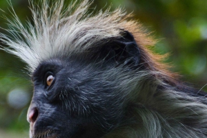 Zanzíbar: Bosque de Jozani, parque de mariposas y reptiles.