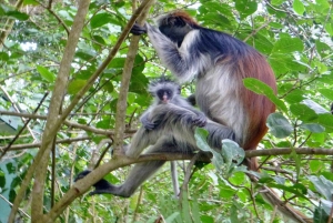 Zanzíbar: Bosque de Jozani, parque de mariposas y reptiles.