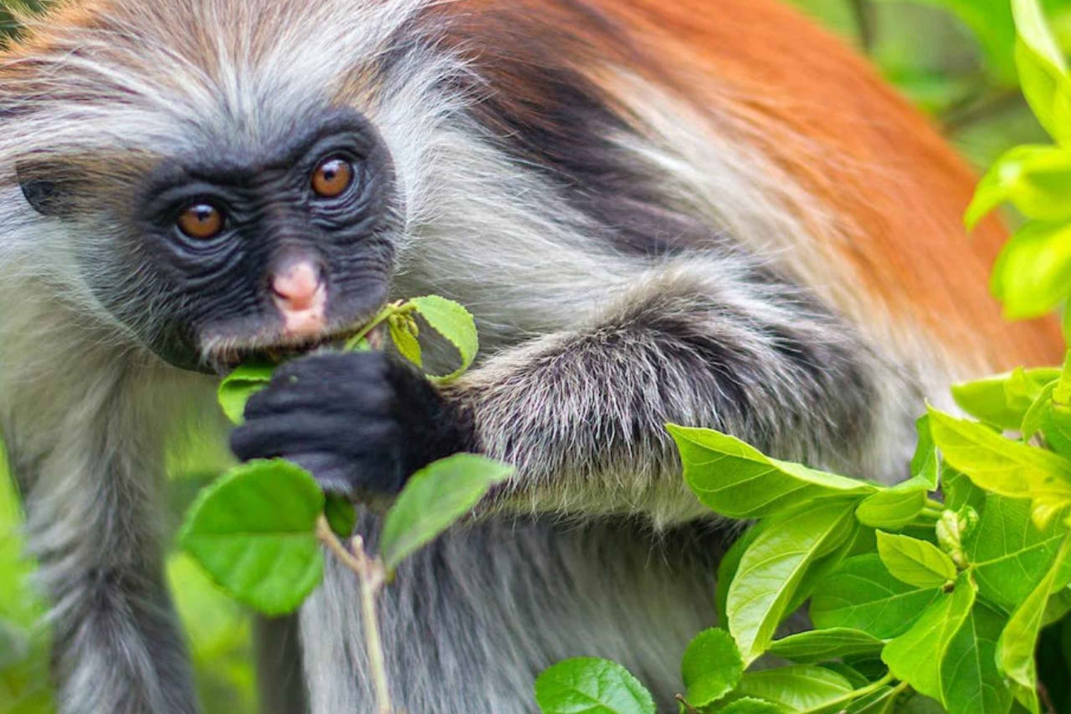 Zanzíbar: Bosque de Jozani, centro de mariposas y excursión a la playa de Mtende