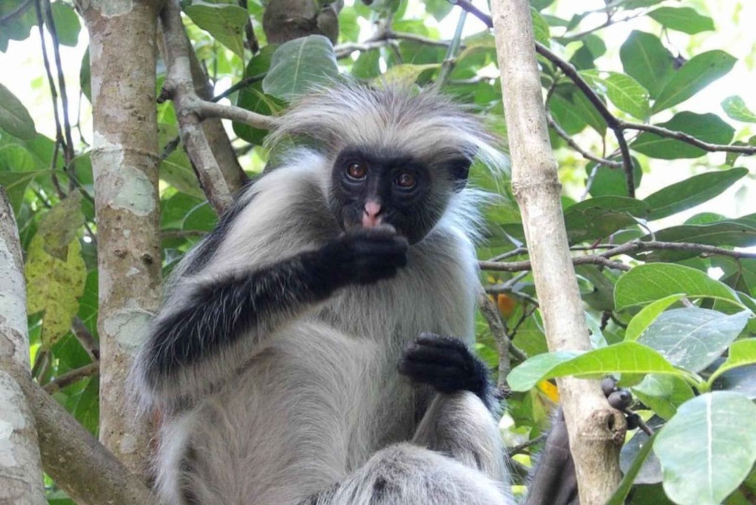 Zanzibar: Jozani forest, Butterfly Center & Stone town tour