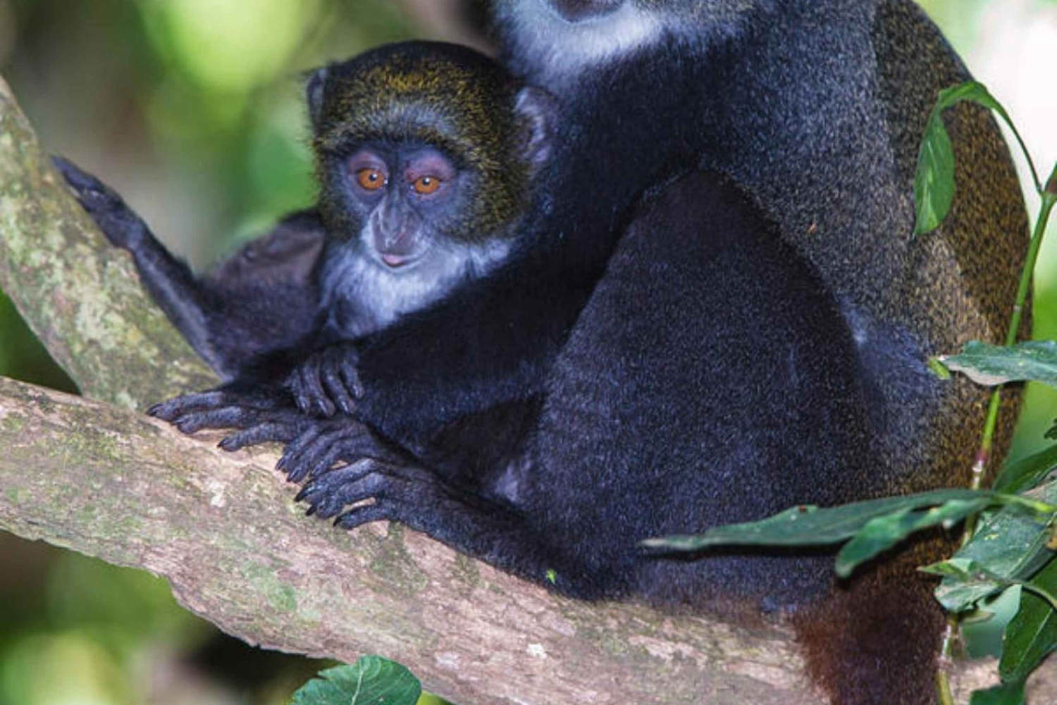 ZANZIBAR: Jozani Forest, butterfly center & Reptile park