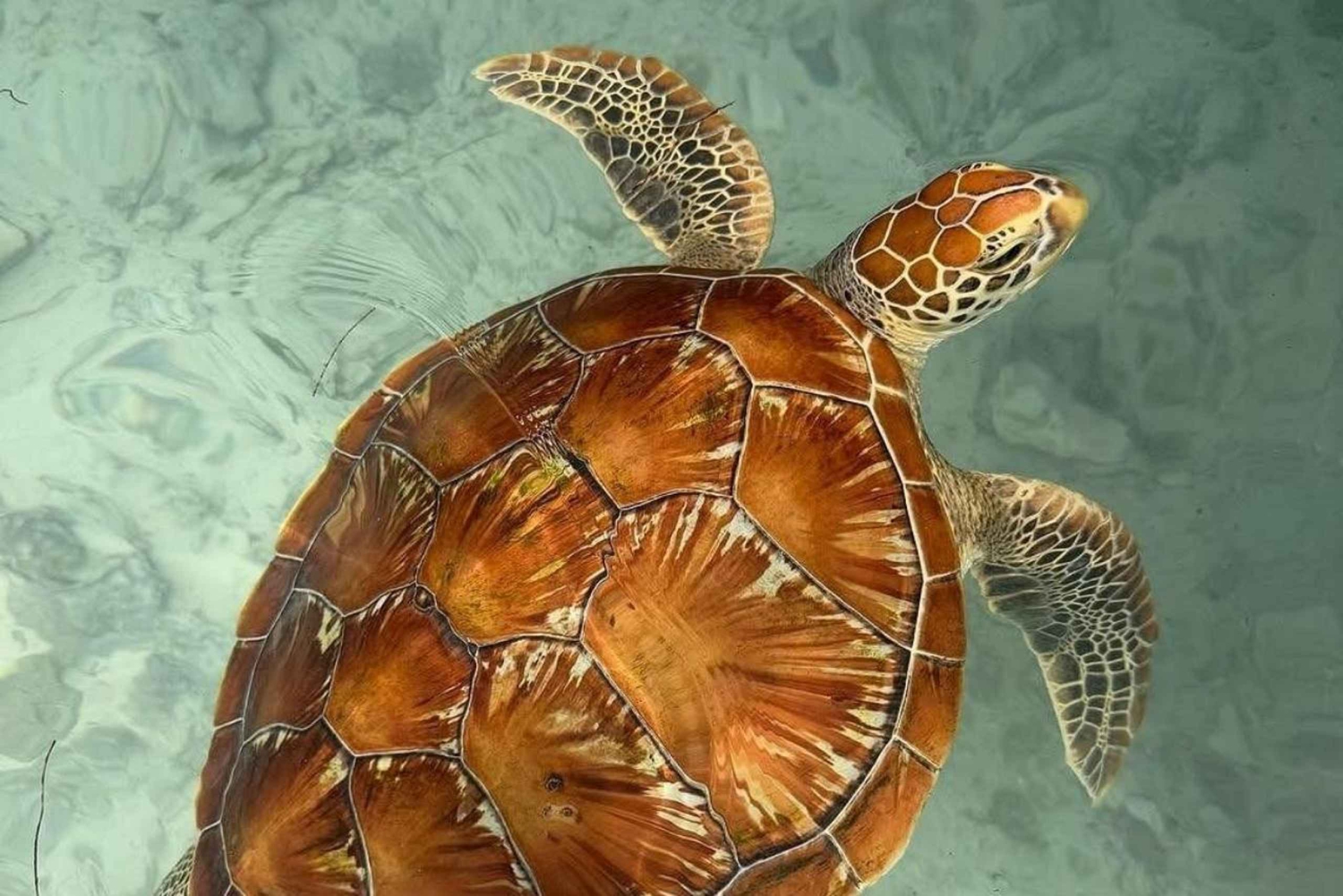 Zanzibar: Jozani-skogen, sommerfugler, skilpadder og Mtende-stranden