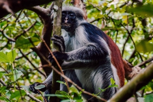 Zanzibar: Jozanin metsä, apinoita ja illallinen The Rockissa