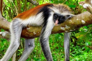 Zanzibar: Jozanin metsä, apinoita ja illallinen The Rockissa