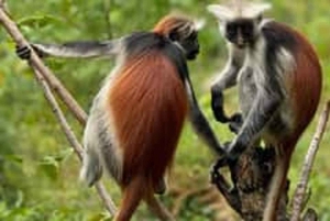 Zanzibar: Jozani Forest & Nakupenda Sandbank with BBQ Lunch
