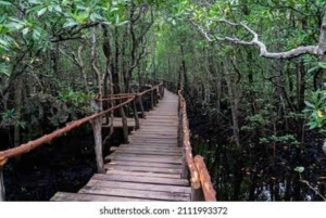 Zanzibar: Jozani Forest & Nakupenda Sandbank with BBQ Lunch