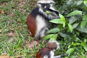 Zanzibar: Jozani Forest & Nakupenda Sandbank with BBQ Lunch