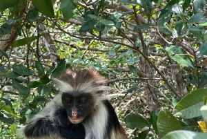 Zanzibar: Jozani Forest & Nakupenda Sandbank with BBQ Lunch