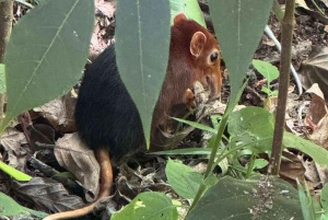 Zanzibar: Jozani Forest & Nakupenda Sandbank with BBQ Lunch