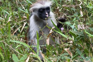 Zanzibar: Jozani Forest & Nakupenda Sandbank with BBQ Lunch