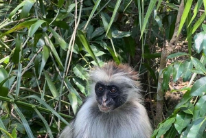 Zanzibar: Jozani Forest & Nakupenda Sandbank with BBQ Lunch
