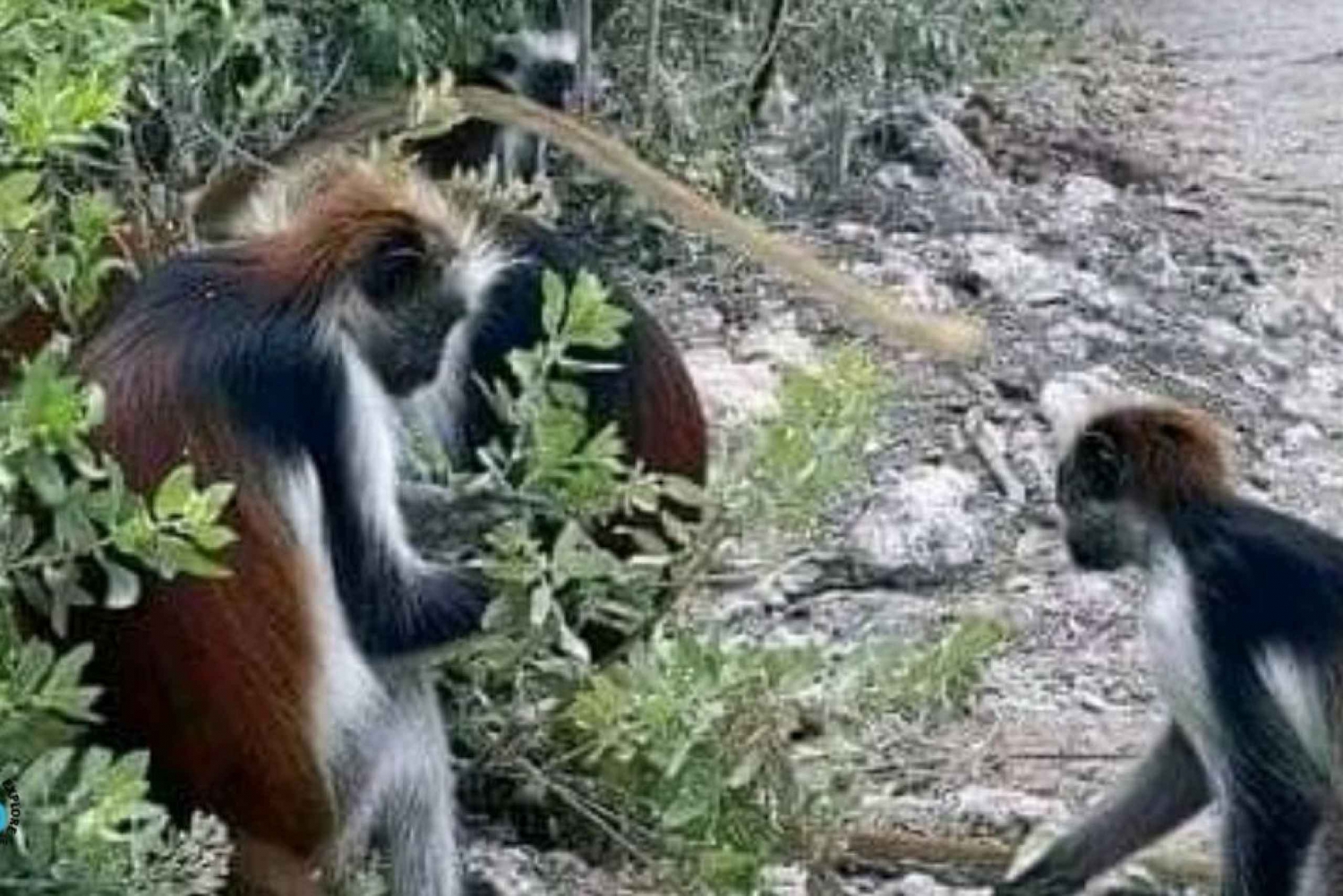 Zanzíbar: Visita guiada al Parque Nacional del Bosque de Jozani