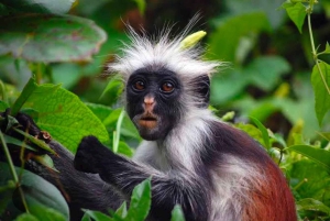 ザンジバル：ジョザニの森＆サラーム洞窟（送迎＆入場料込み）