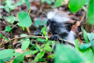 ザンジバル：ジョザニの森＆サラーム洞窟（送迎＆入場料込み）