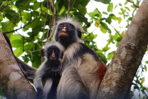 ザンジバル：ジョザニの森＆サラーム洞窟（送迎＆入場料込み）