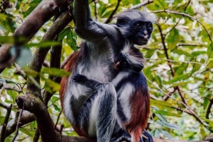 ザンジバル：ジョザニの森＆サラーム洞窟（送迎＆入場料込み）