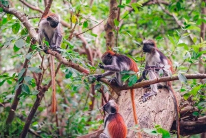 ザンジバル：ジョザニの森＆サラーム洞窟（送迎＆入場料込み）