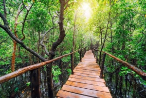 ザンジバル：ジョザニの森＆サラーム洞窟（送迎＆入場料込み）