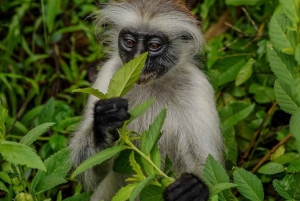 ザンジバル：ジョザニの森＆サラーム洞窟（送迎＆入場料込み）