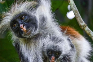 ザンジバル：ジョザニの森＆サラーム洞窟（送迎＆入場料込み）