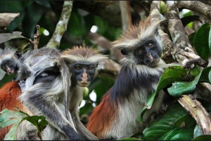 ザンジバル：ジョザニの森＆サラーム洞窟（送迎＆入場料込み）