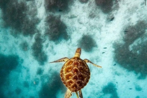 ザンジバル：ジョザニの森＆サラーム洞窟（送迎＆入場料込み）