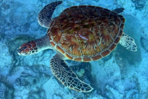 ザンジバル：ジョザニの森＆サラーム洞窟（送迎＆入場料込み）