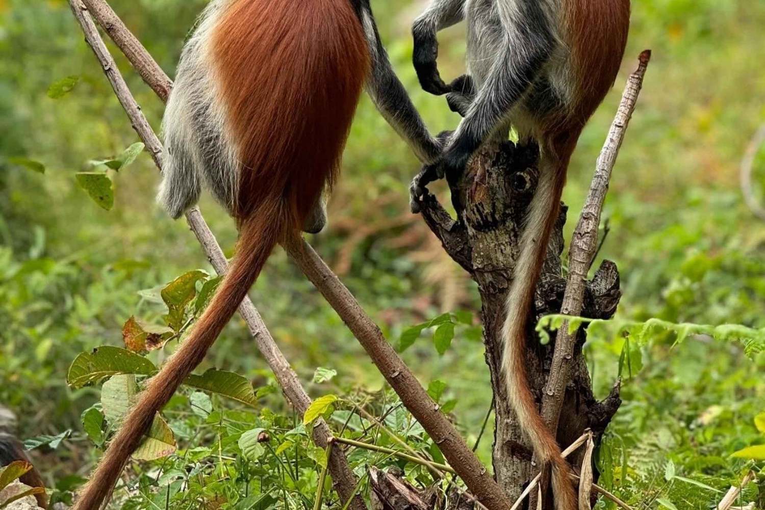 Zanzíbar: Bosque de Jozani, Cuevas de Salaam y Maalum y Puesta de Sol