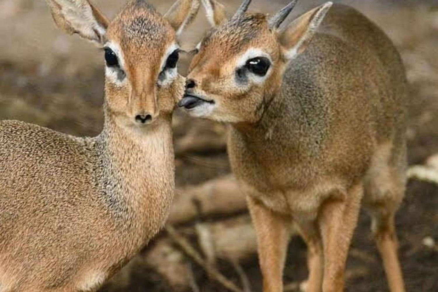 Zanzibar: floresta de Jozani, tartarugas marinhas, gruta de Kuza e The Rock