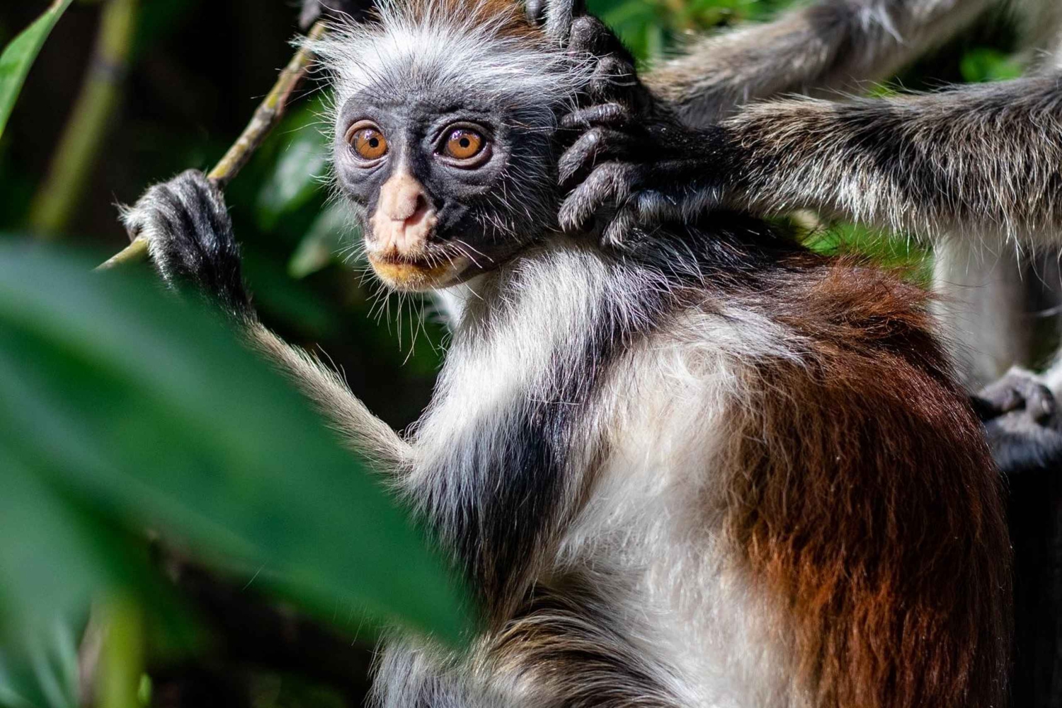 Zanzibar: Jozani-skogen, krydderfarm og matlagingskurs