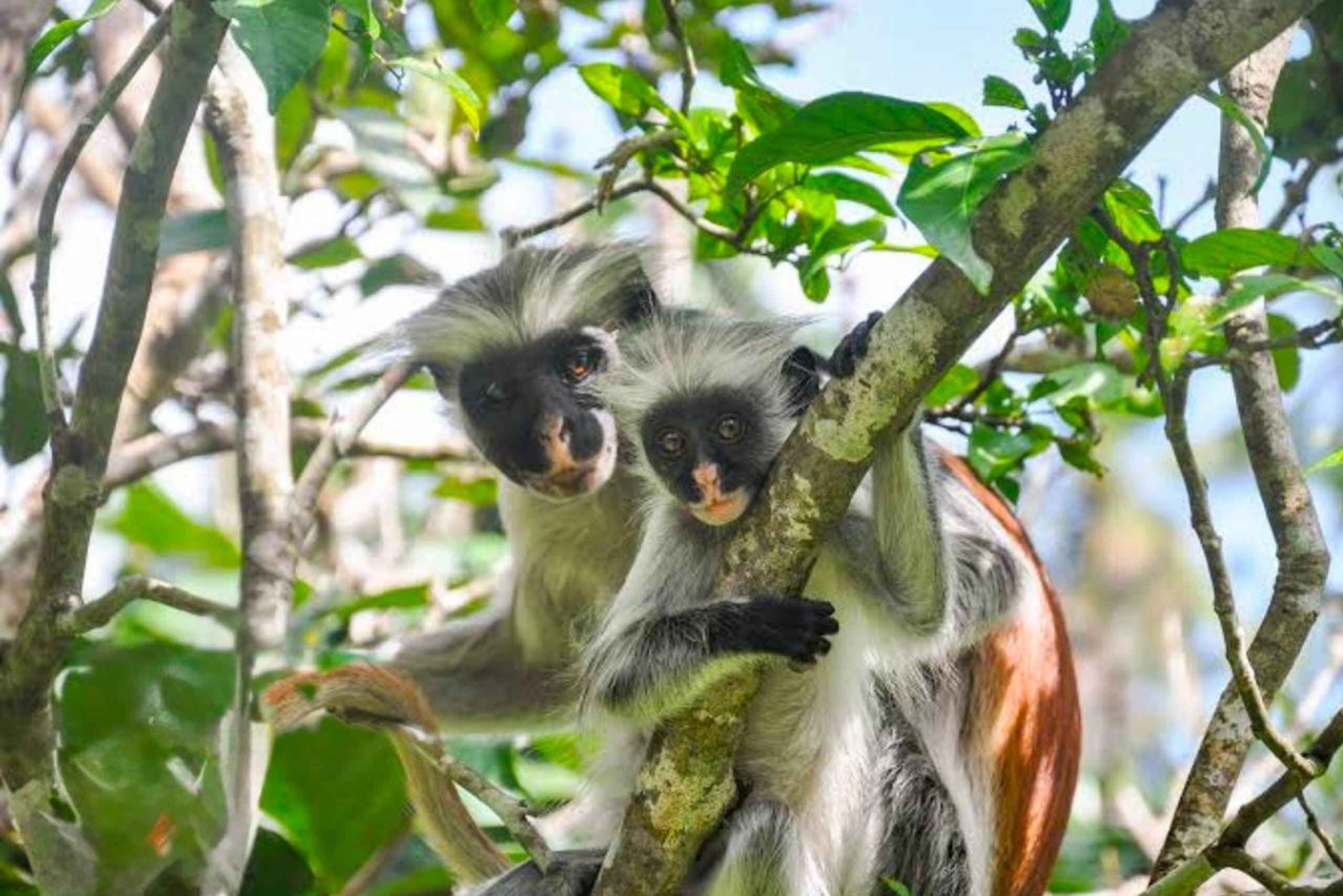 Zanzíbar: bosque de Jozani, granja de especias y tour privado por Stone Town
