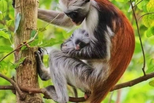 Sansibar: Jozanin metsä, maustefarmi ja kivityökierros