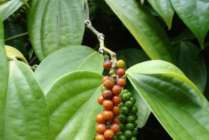 Sansibar: Jozanin metsä, maustefarmi ja kivityökierros