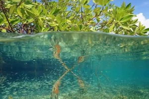 Sansibar: Jozanin metsä, maustefarmi ja kivityökierros