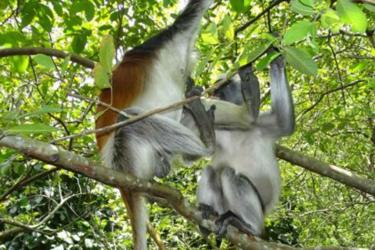Zanzibar: tour della foresta di Jozani, delle piantagioni di spezie e di Stone Town