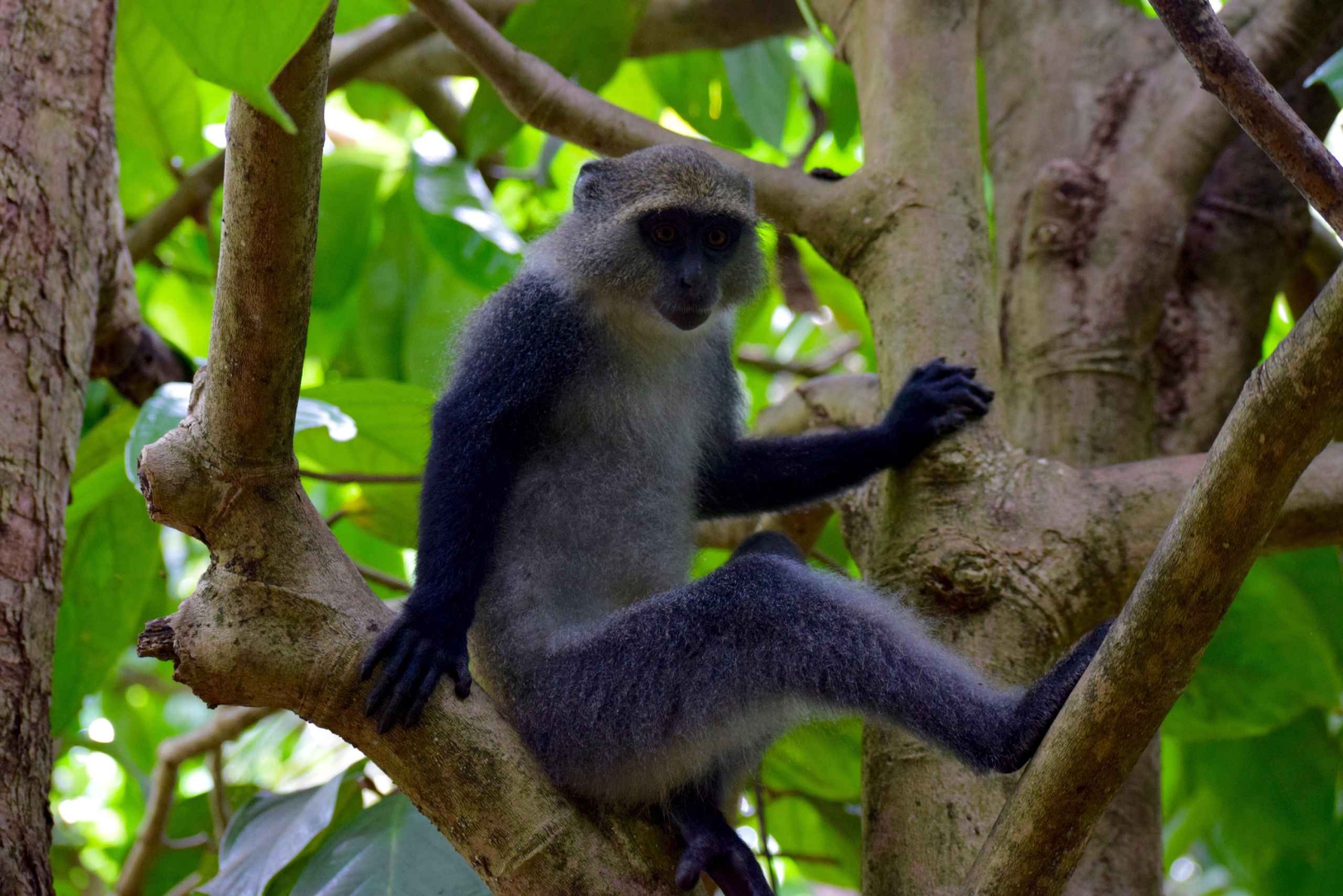 Zanzibar: Jozani Forest Tour, See Red Colobus Monkeys