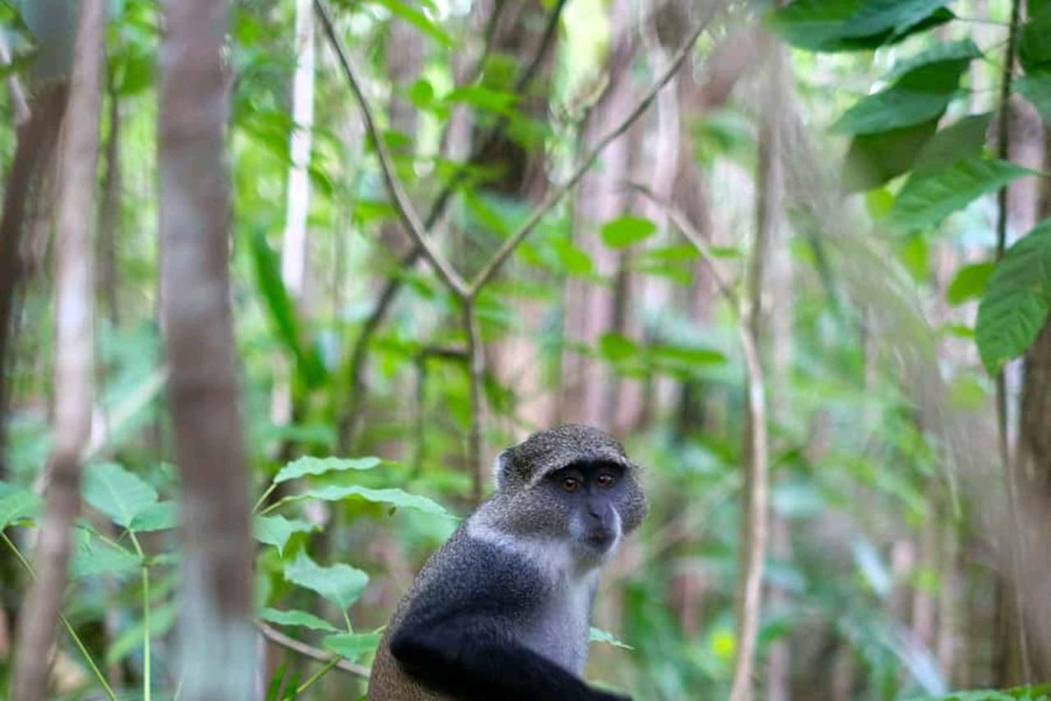 Zanzibar: Jozani-skogen, landsby og sommersenter